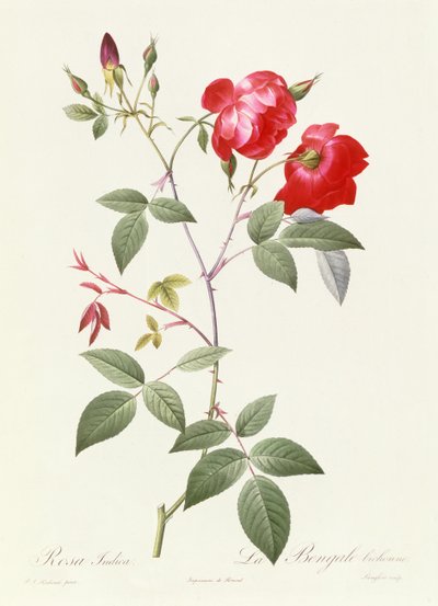 Rosa Indica von Pierre Joseph Redouté